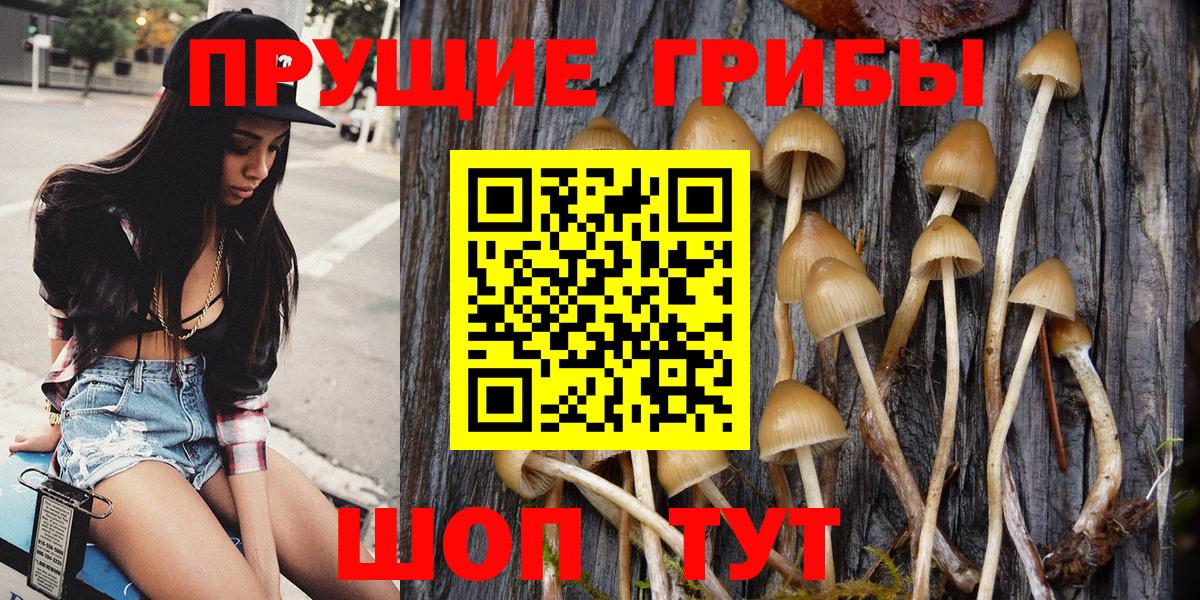 Тобольск  Псилоцибиновые грибы Psilocybine cubensis  Вход с VPN 